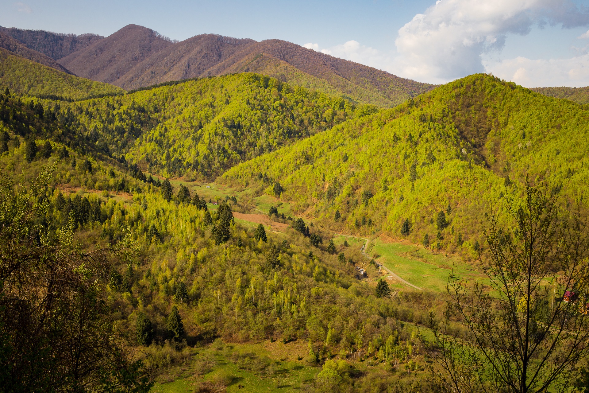 Fosta cabană Fântânele – Canton silvic Niculești – Șaua Şerbănei