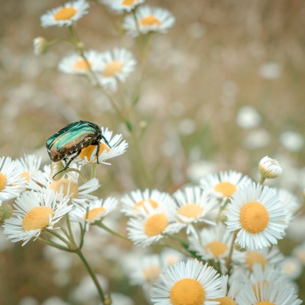 Drumeție în familie: Țara Secașelor - Pădurea Almașului