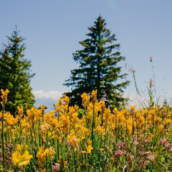 Drumeție în familie pe Dealurile Rășinarului