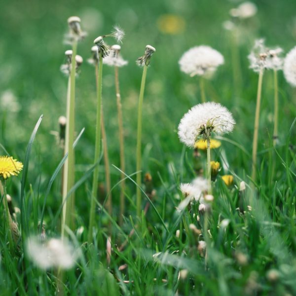 Drumeție pe dealurile Mediașului