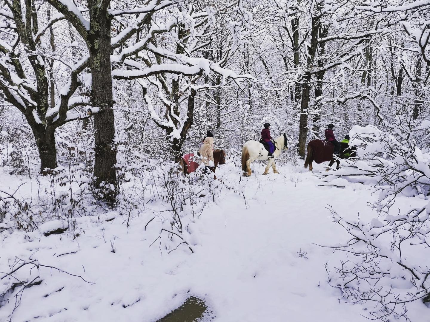 Domeniul Club Ecvestru Transilvania