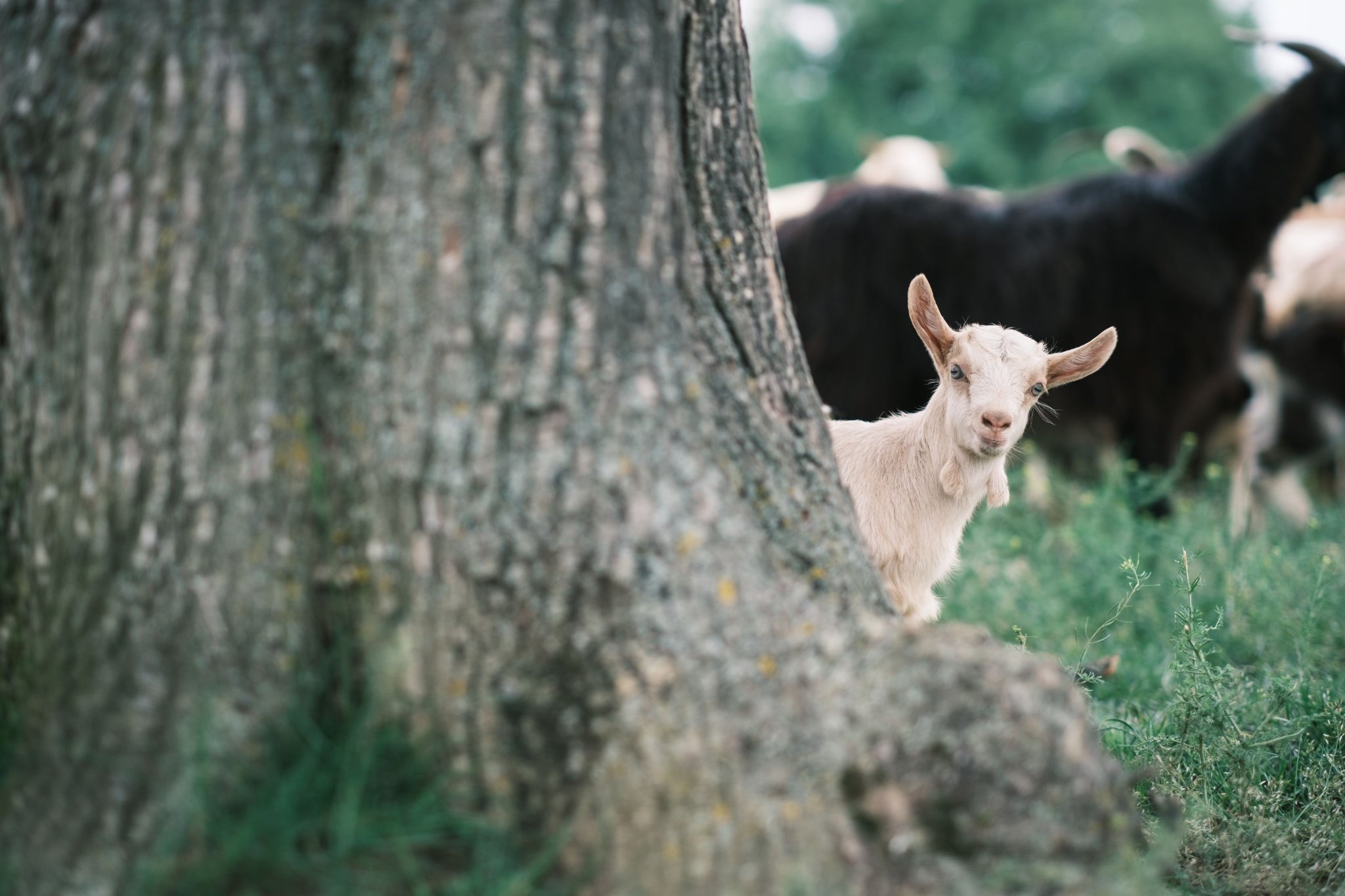 Drumeție în familie: Sibiel – Cetatea Salgo