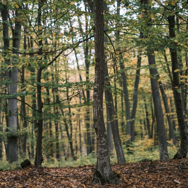 Experiență pe Via Transilvanica: Mediaș-Bazna cu degustare de vin local