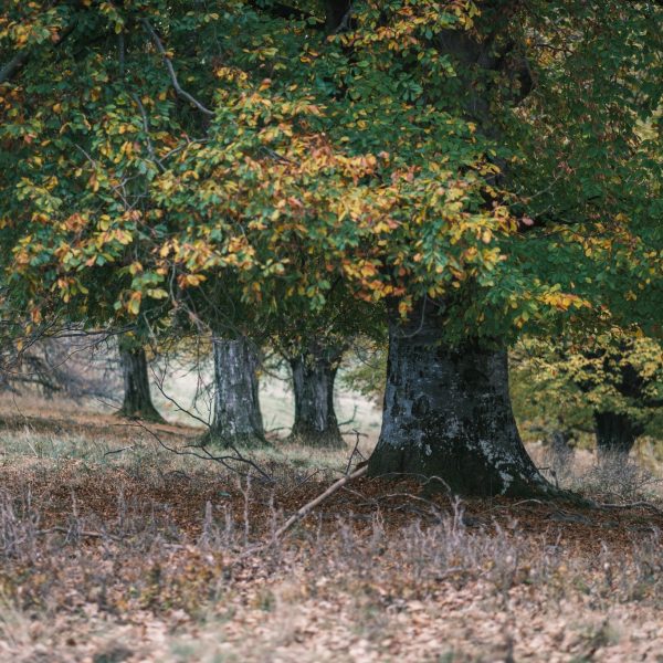 Drumeție în Munții Cindrel: Cheile Cibinului – Cabana Fântânele – Dealul Runcuri – Cheile Cibinului
