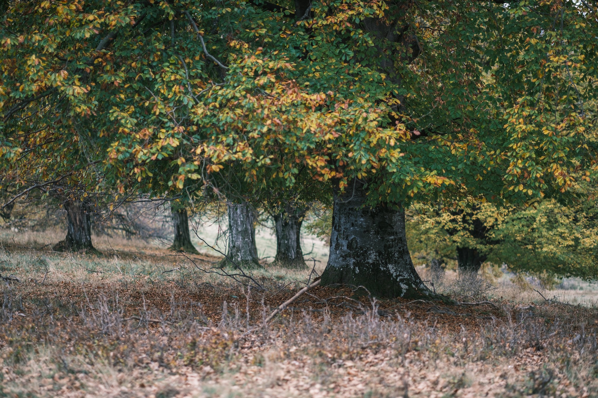Drumeție în Munții Cindrel: Cheile Cibinului – Cabana Fântânele – Dealul Runcuri – Cheile Cibinului