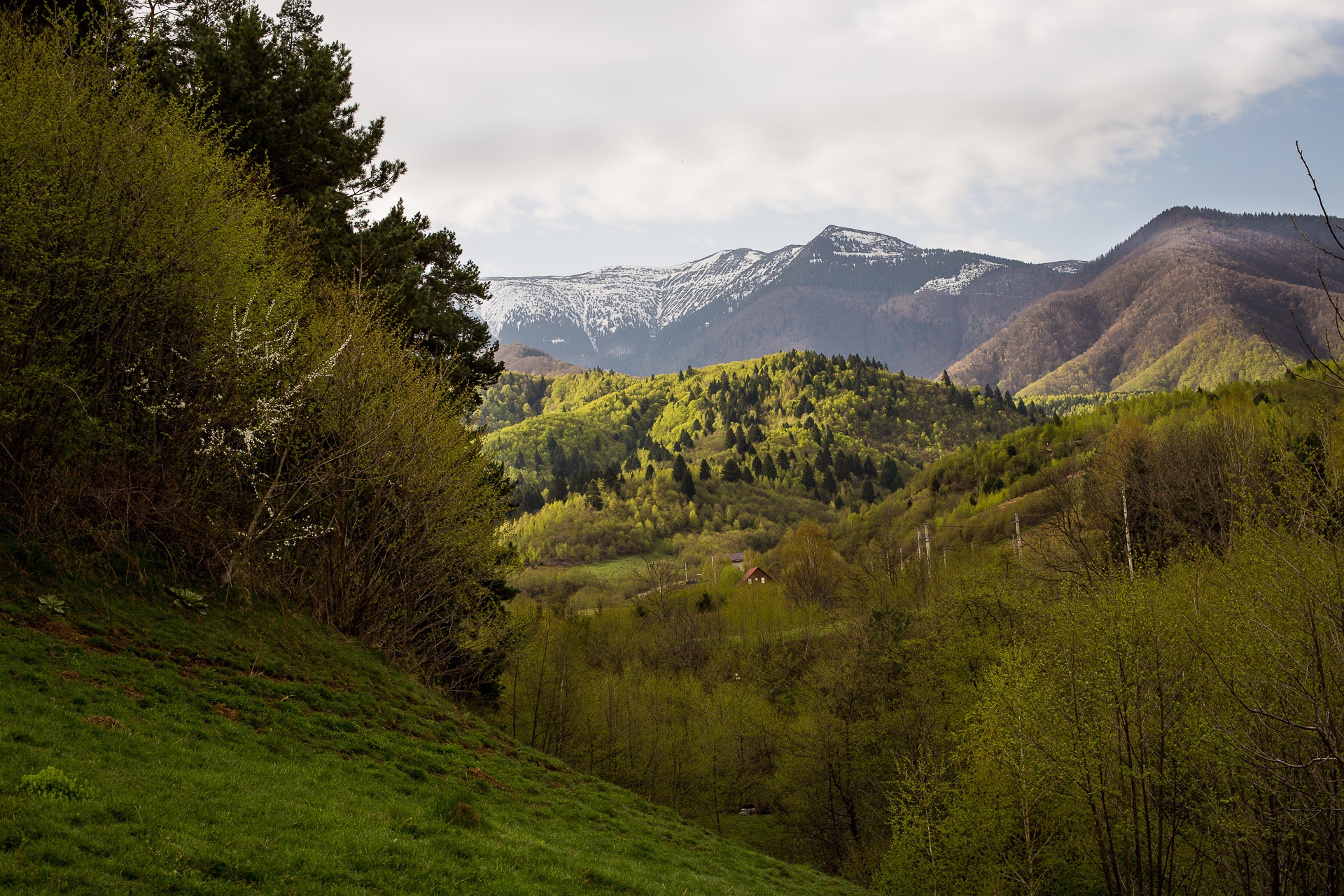 Păltiniş Resort – Găujoara Clearing – Şaua Bătrâna