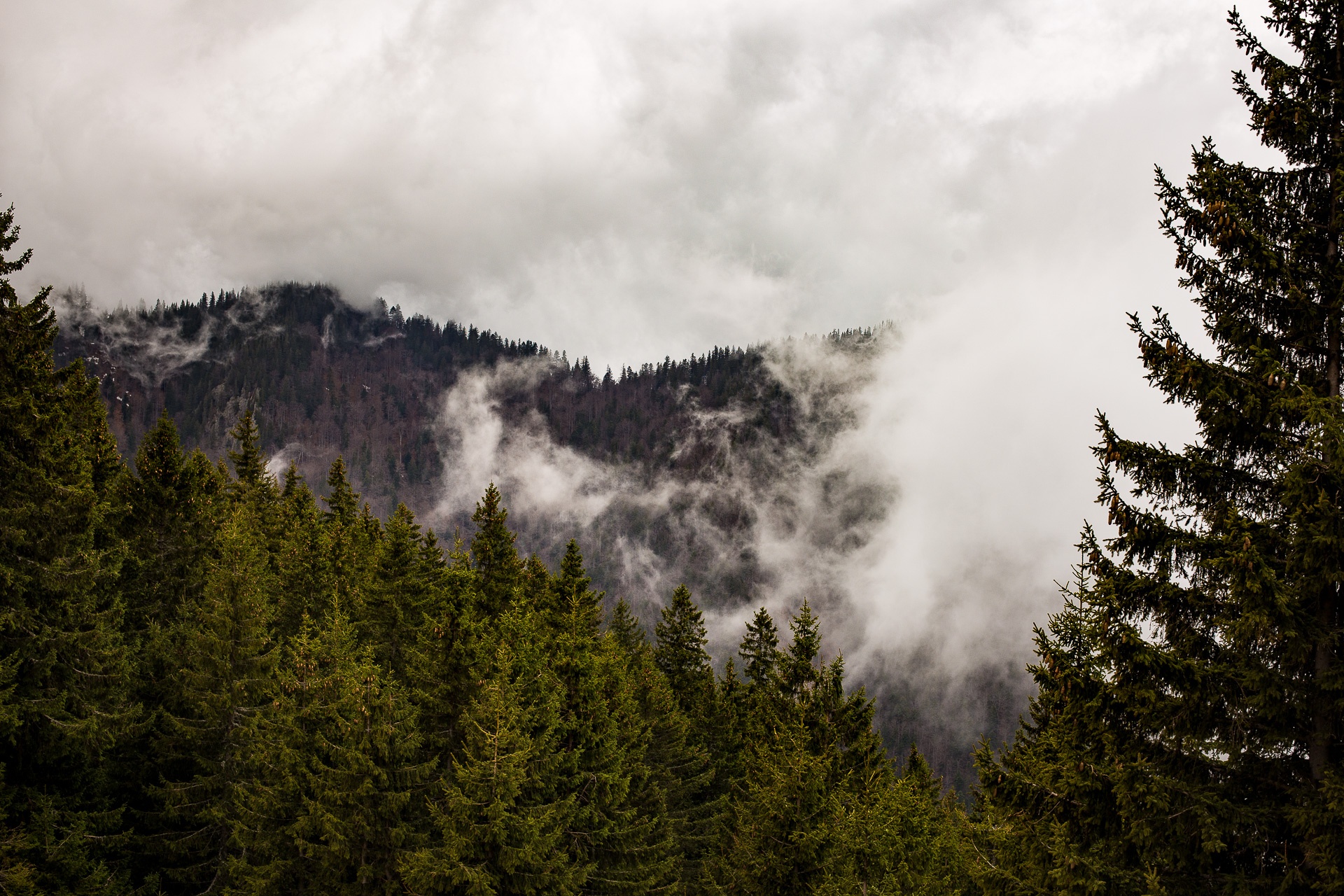 Sebeşu de Sus – Moașa Sebeșului Valley (Valea Moaşei Sebeşului) – Suru Chalet
