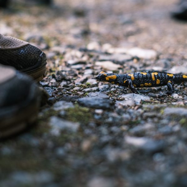 Drumeție în Munții Cindrel: Refugiul Rosengarten și Căsuța MGS