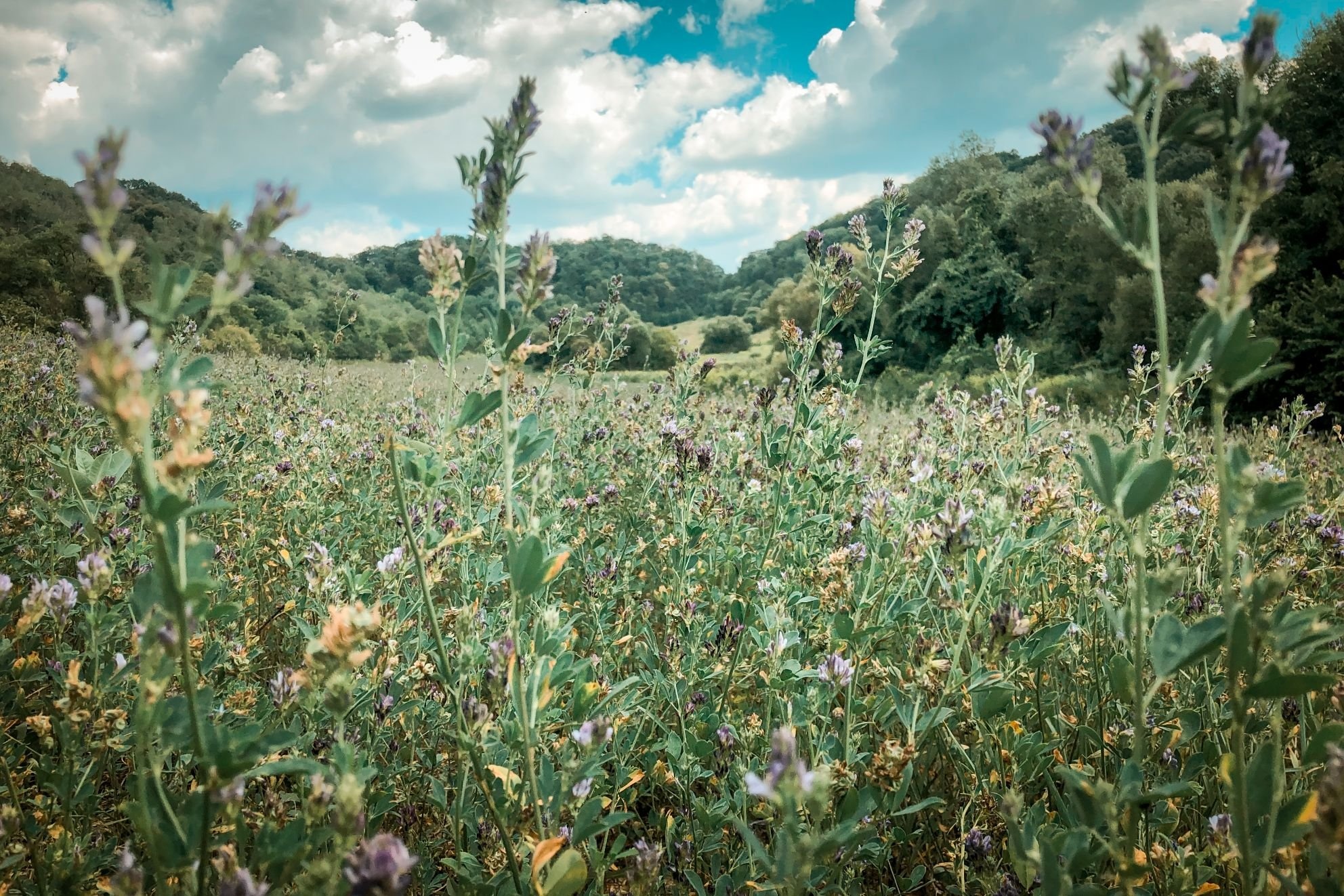 Drumeție: Căsuța cu povești – Căsuța MGS