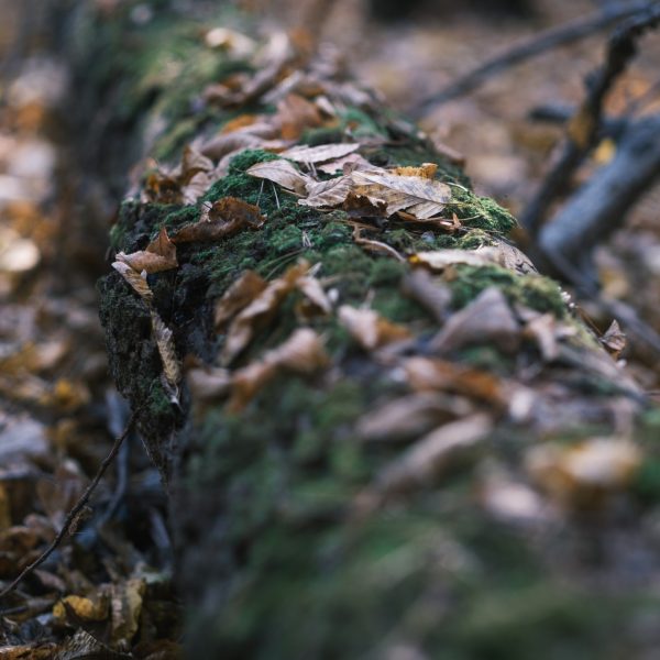 Experiență de toamnă: circuit Rășinari- Cisnădioara, cu gogoși la cetate