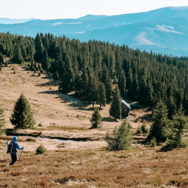 Experiență locală în zona Mediașului: Birdwatching