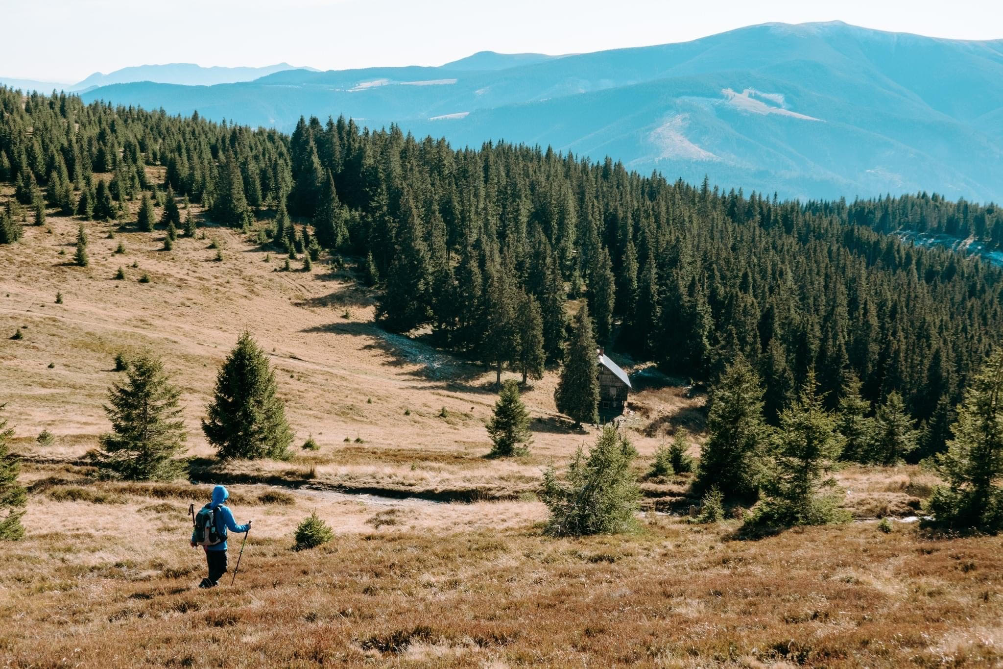 Experiență locală în zona Mediașului: Birdwatching