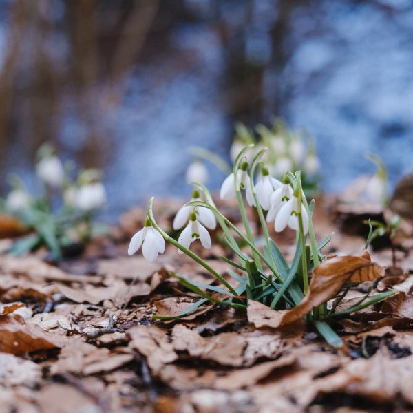 Drumeție prin poienile cu ghiocei pe plaiuri din Gura Râului