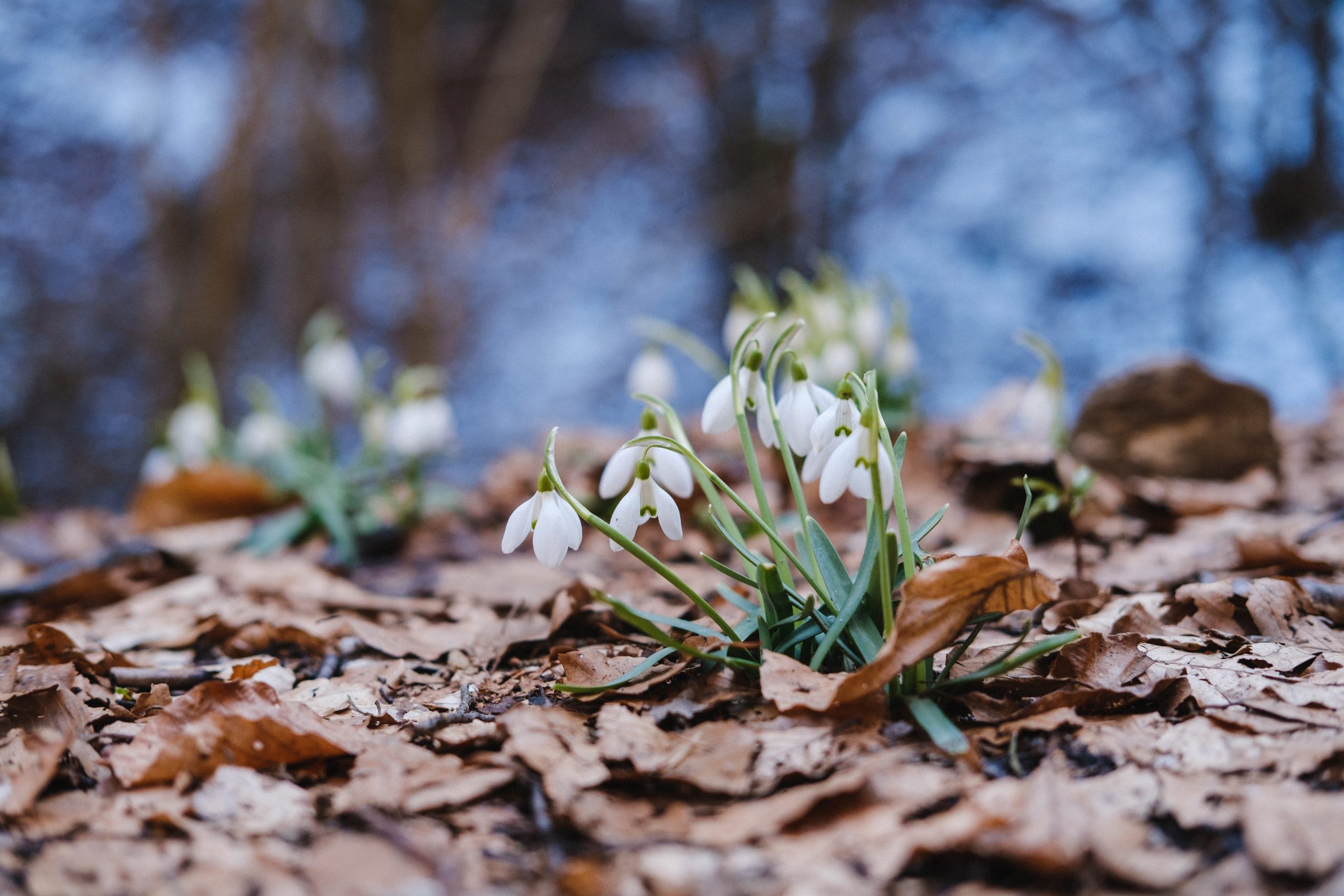 Drumeție prin poienile cu ghiocei pe plaiuri din Gura Râului