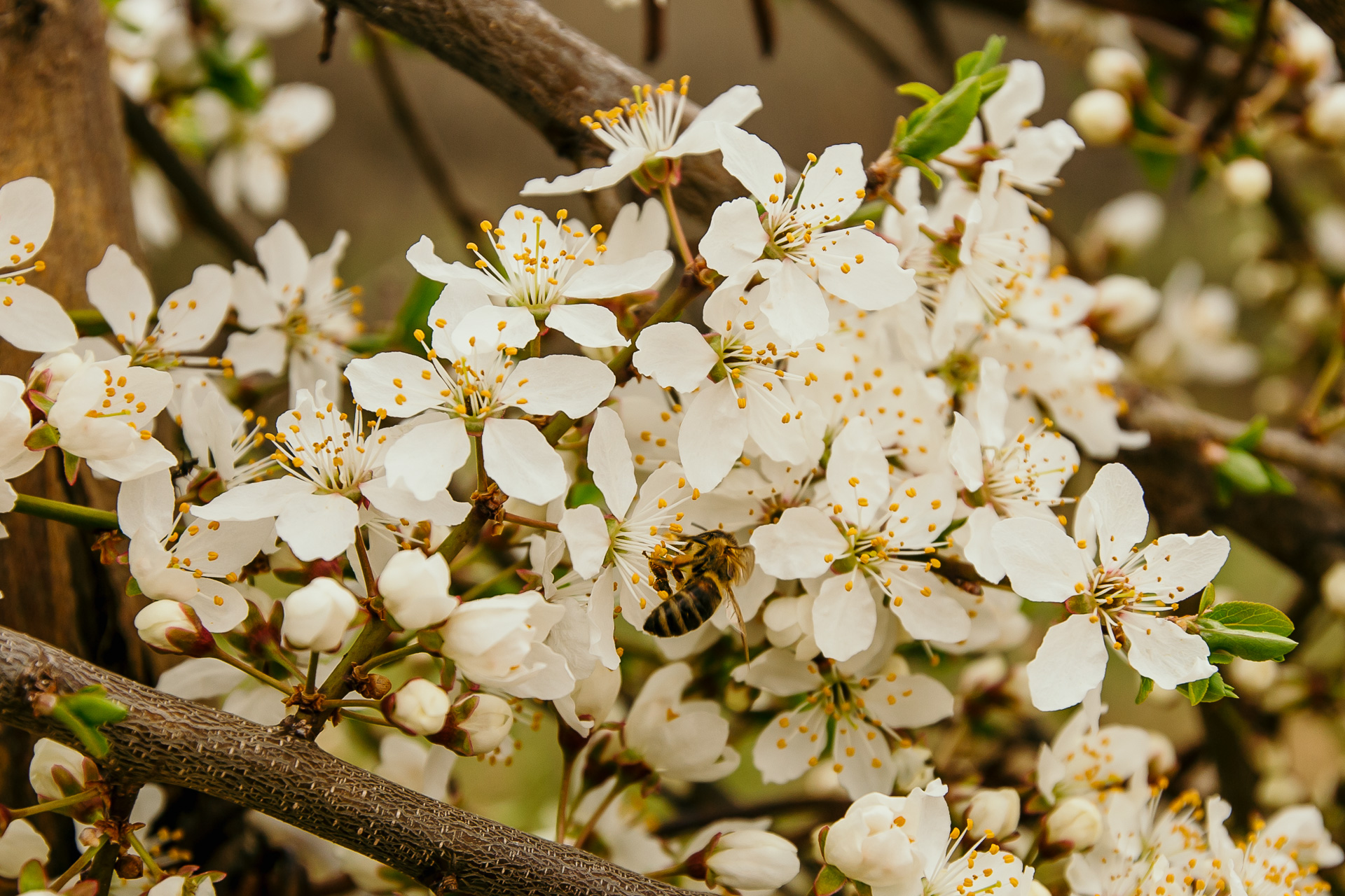 -ANULAT- Drumeție în familie în zona Mediașului