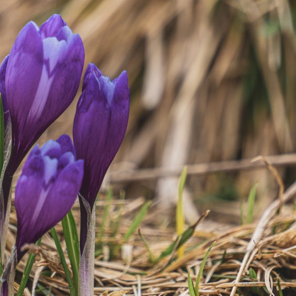 Circuit Pădurea Bradului: vizită la Stejarul Secular