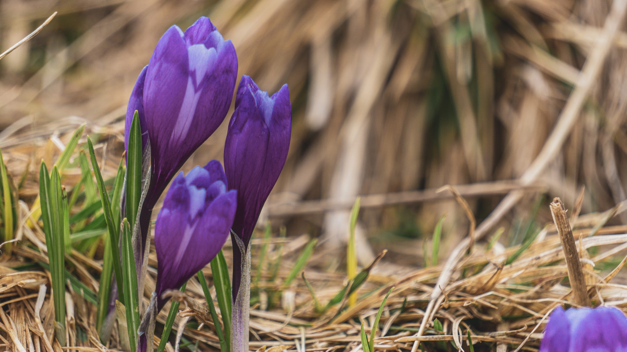 Circuit Pădurea Bradului: vizită la Stejarul Secular