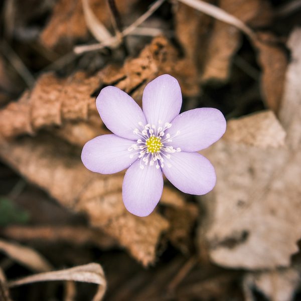 Circuit în Munții Cindrel: Lac Gura Râului - Runcuri