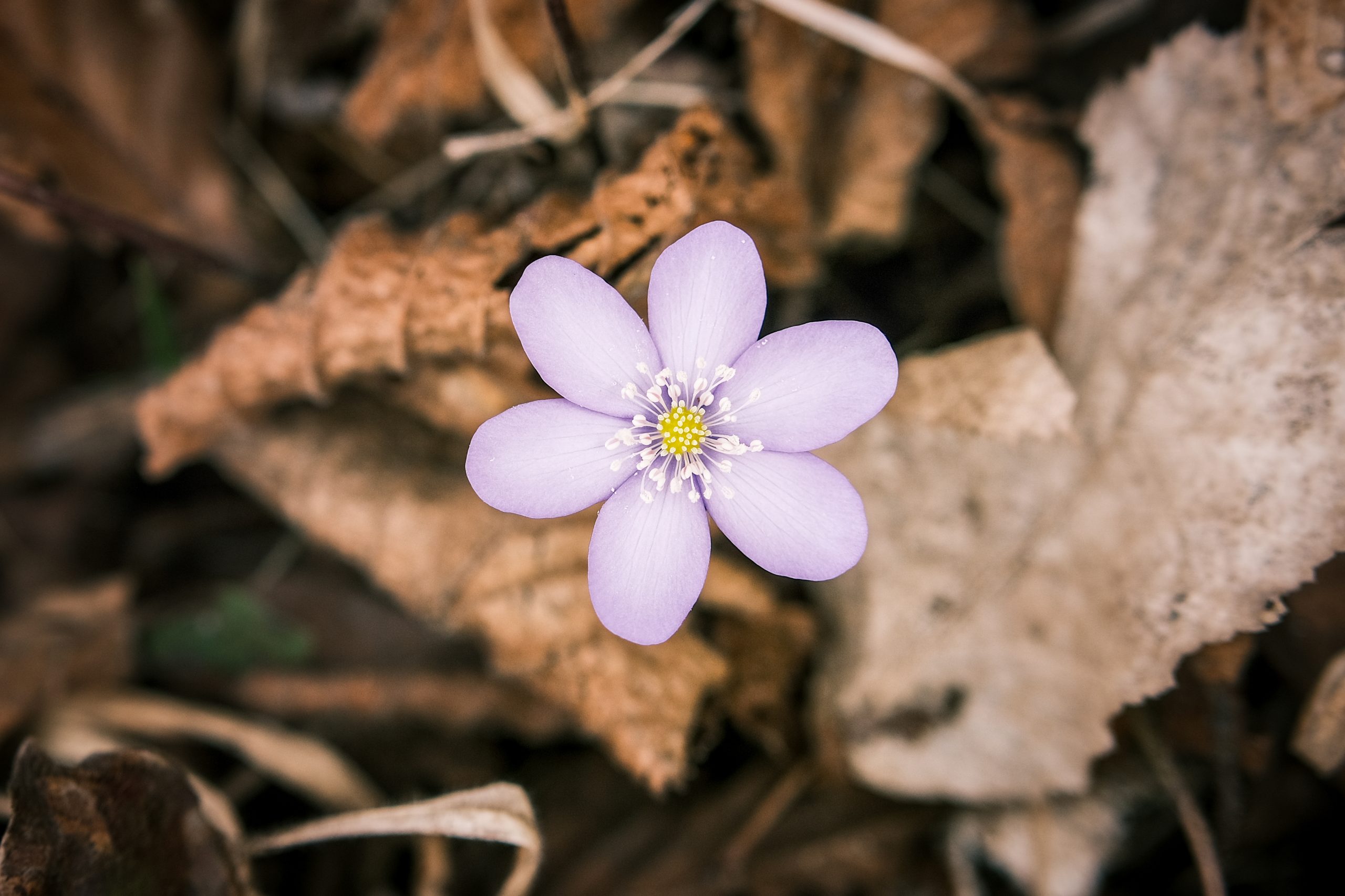 Circuit în Munții Cindrel: Lac Gura Râului – Runcuri