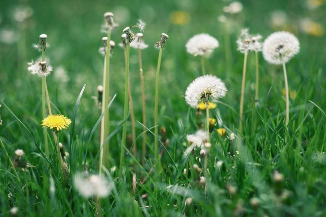 Drumeție în familie în Nucet