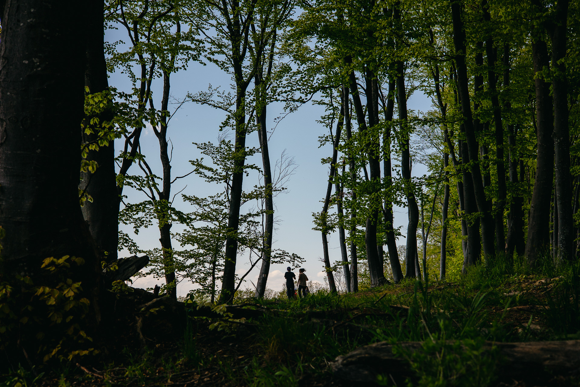Îmbăiere de pădure (Forestbathing): Muzeul Astra Sibiu