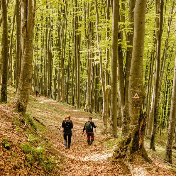 Drumeție pe Via Transilvanica - Richiș - Biertan