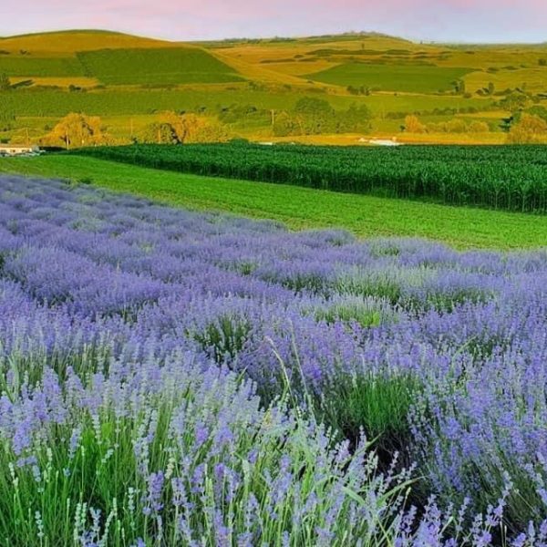 Experiență: Cină la apus de soare în lanul de lavanda de la Mândra