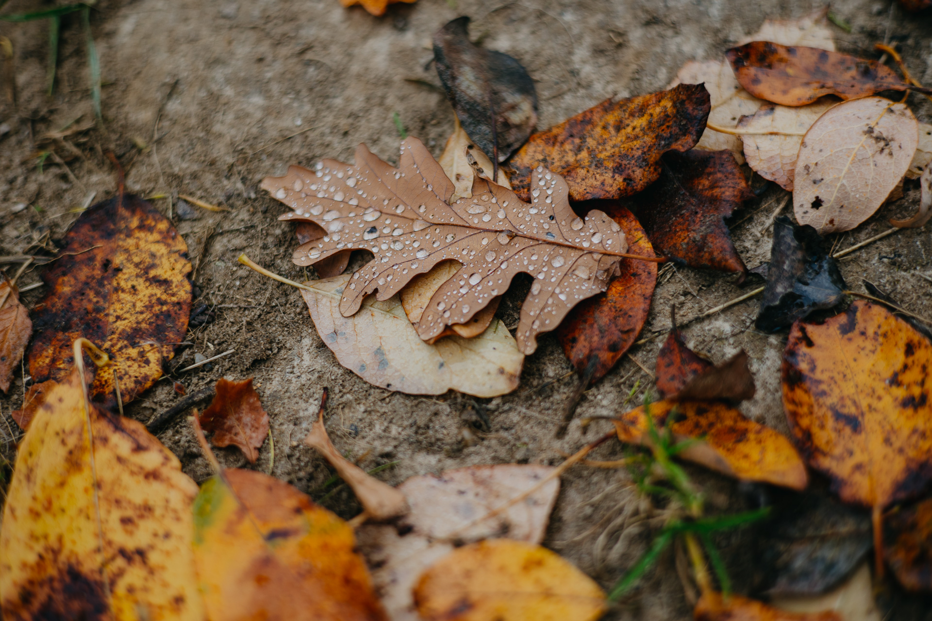 Drumeție colorata de toamnă în Munții Cindrel