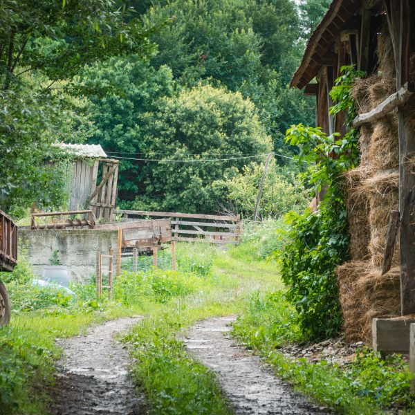 Drumeție pe Colinele Hârtibaciului cu degustare de brânză la stâna: Ilimbav