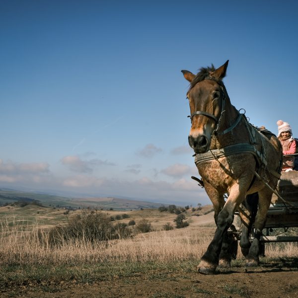 Drumeție pentru cei mici în jurul satelor din Munții Cindrel și plimbare cu căruța – partea a 2-a