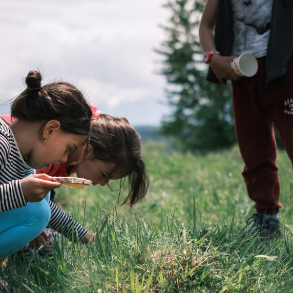 Drumeție cu foraging: leurdă și ciuperci