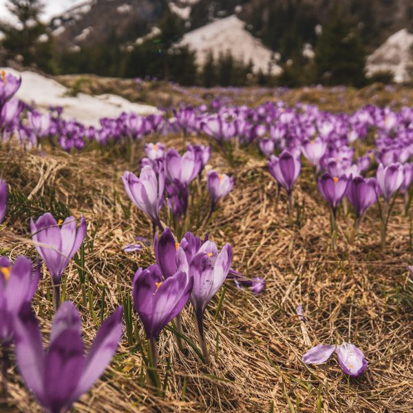 Drumeție la brandușe: Cabana Suru