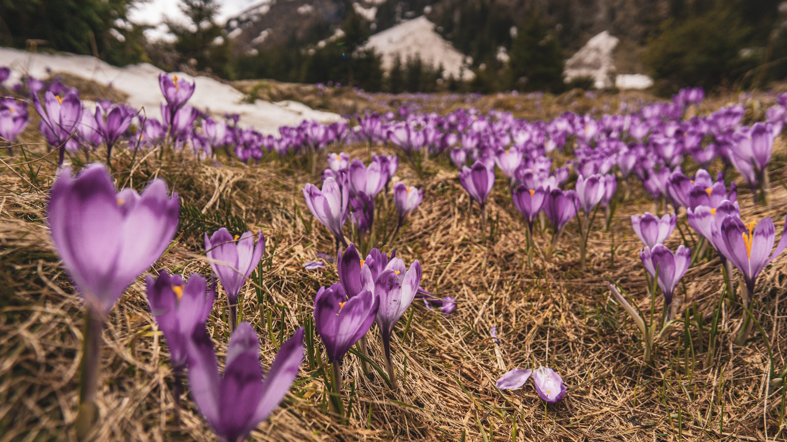 Drumeție la brandușe: Cabana Suru