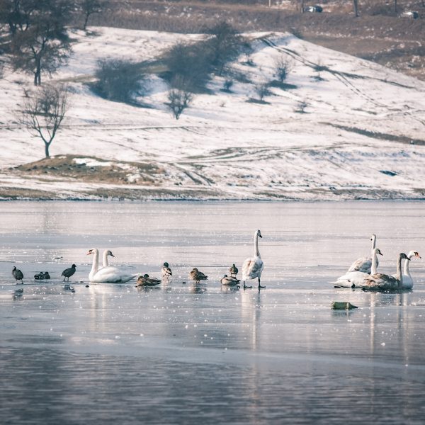 Drumeție pentru observarea păsărilor de apă pe lacurile de pe râul Olt