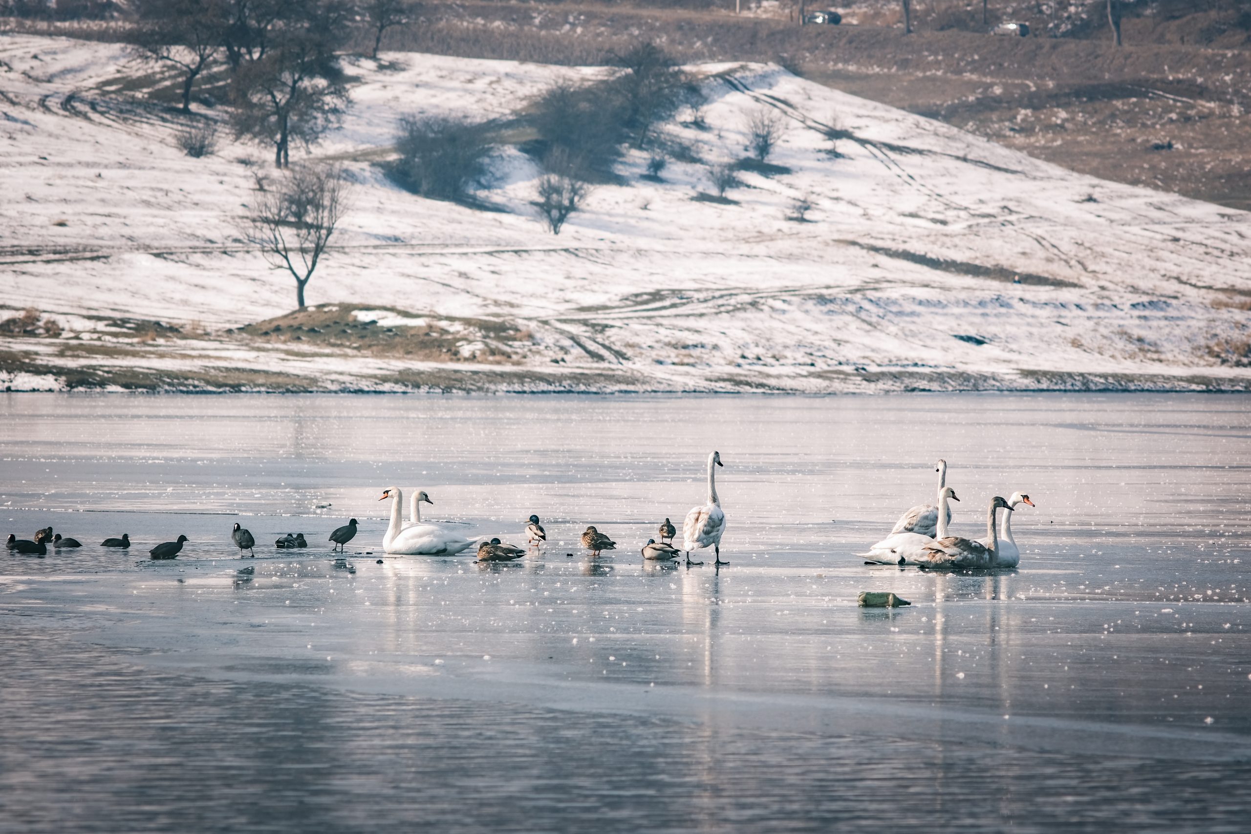 Drumeție pentru observarea păsărilor de apă pe lacurile de pe râul Olt