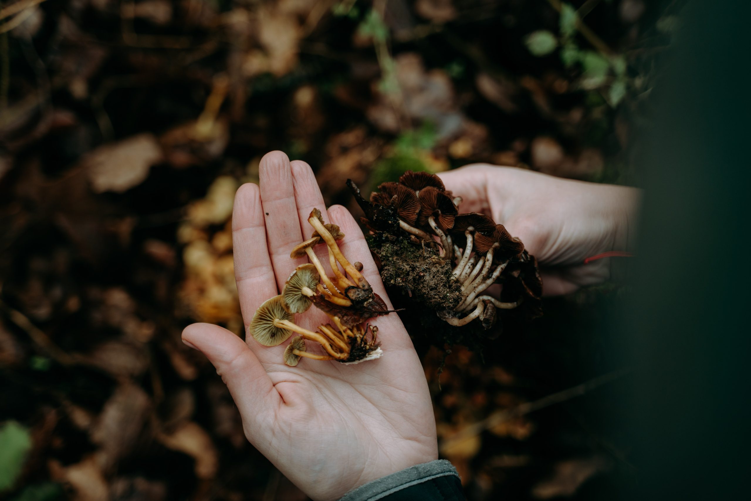 Foraging: Drumeție pentru cules de ciuperci comestibile de primăvară