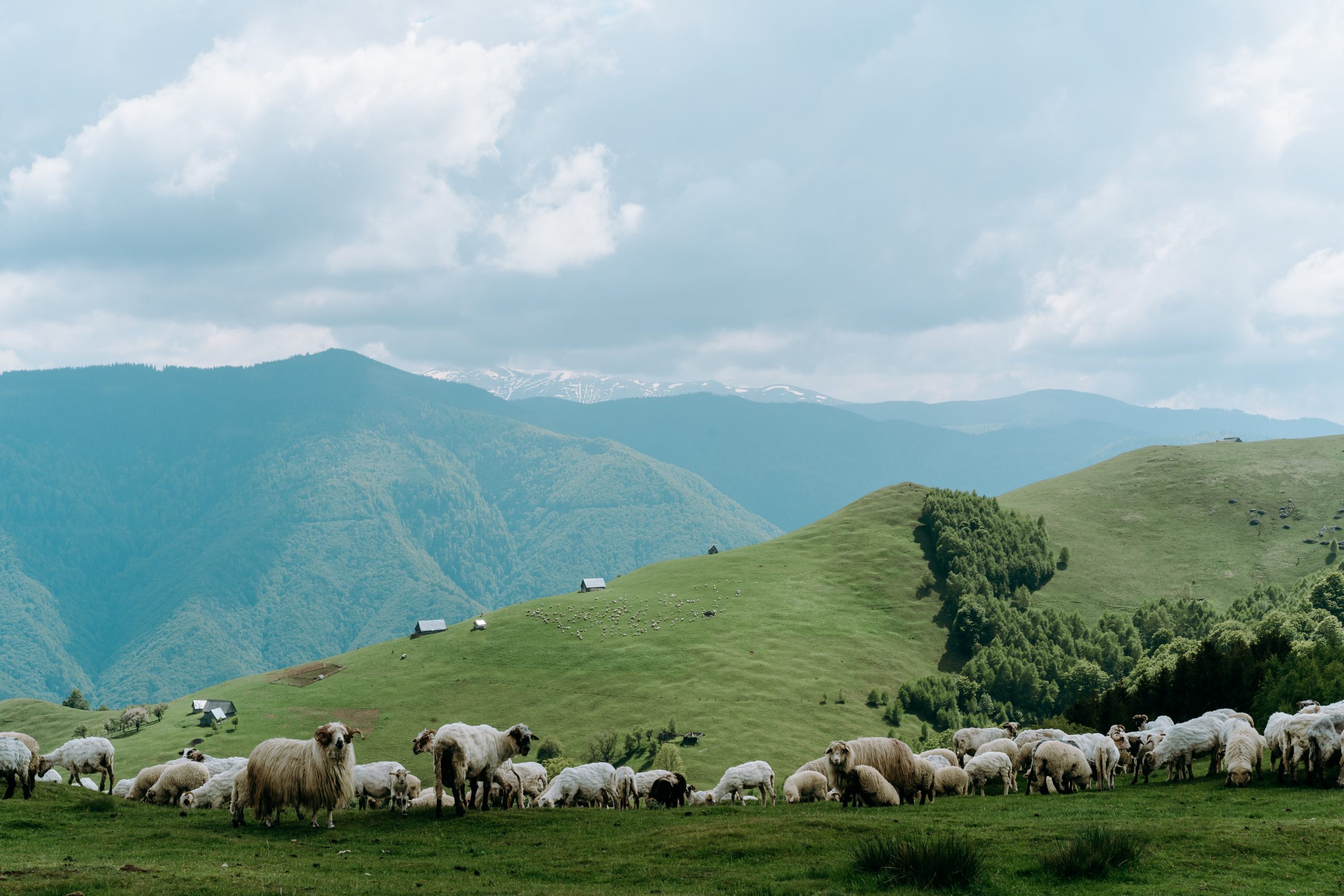 Drumeție la stânele din Rășinari și Jina cu degustare de tocană de miel