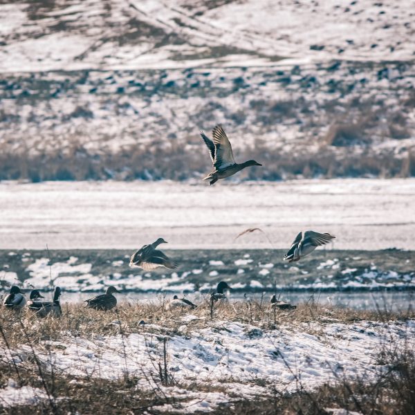 Wanderung zur Beobachtung der Wasservögel, die auf den Seen am Fluss Olt überwintern