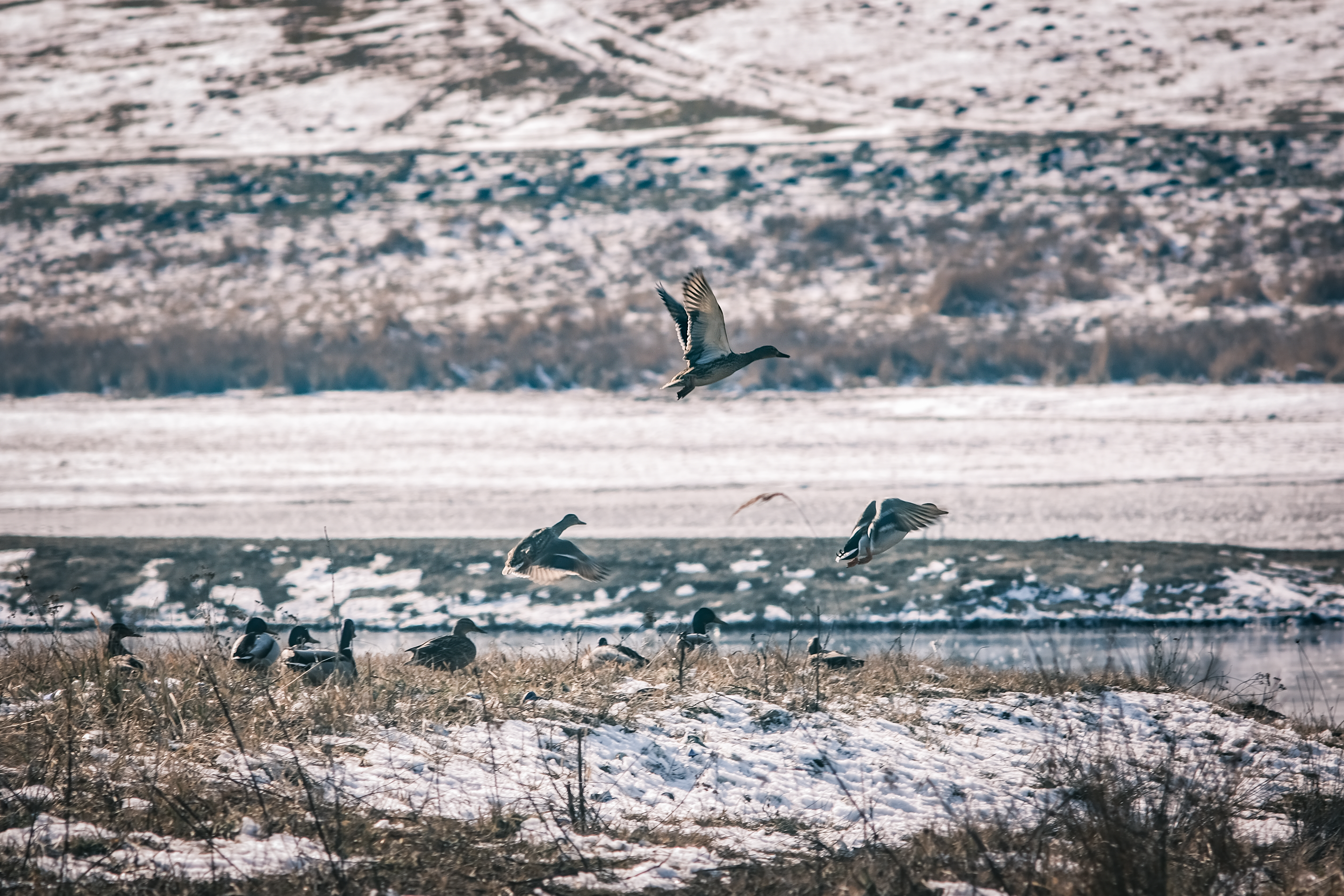 Drumeție pentru observarea păsărilor de apă care iernează pe lacurile de pe râul Olt