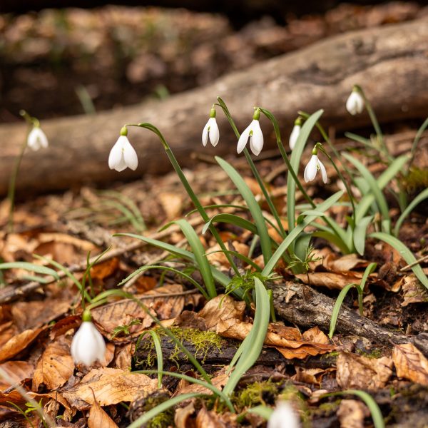 Auf den Spuren des Frühlings zum Gipfel Ghihan über den Vârjoghii-Kamm und das Land der Hütten