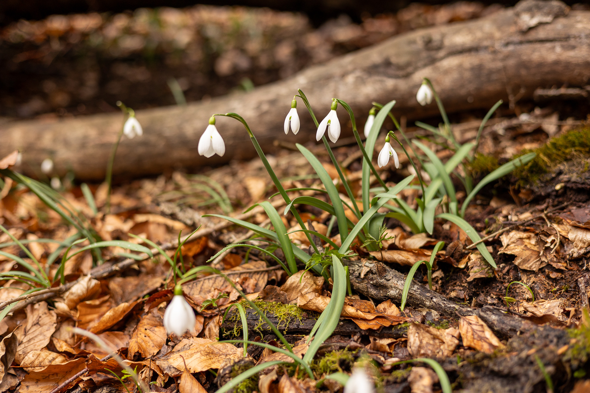 Pe urmele primăverii spre Vârful Ghihan prin Culmea Varjoghii și Țara Colibelor