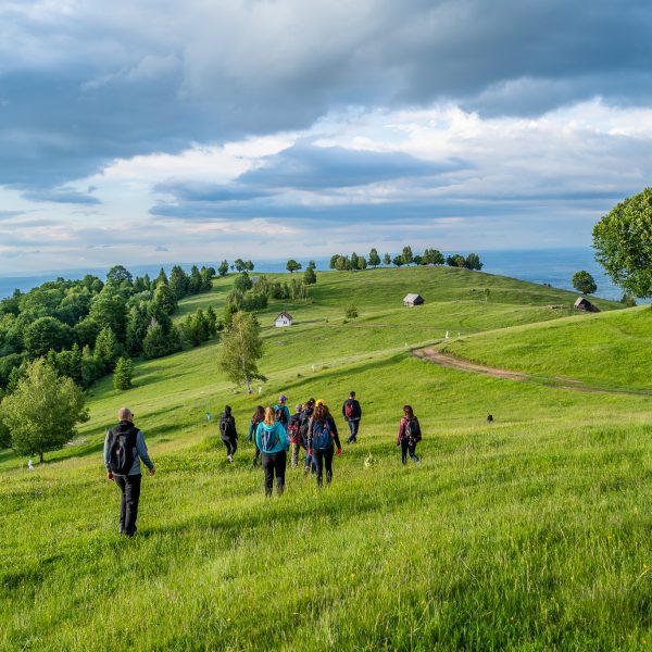 After-Work-Wanderung: Durch Holunderblüten zur Poiana Pensionarilor