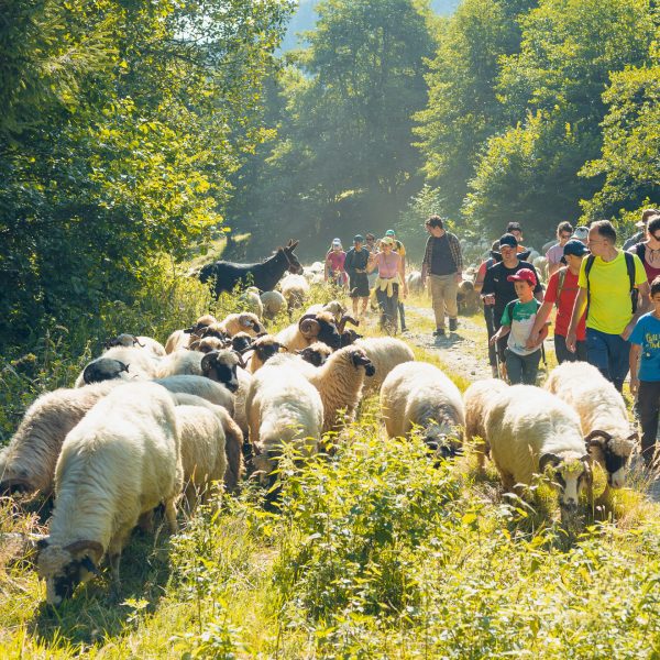 Wanderung für Klein und Groß zur Șuvara-Sașilor-Reserve im Lotru-Gebirge