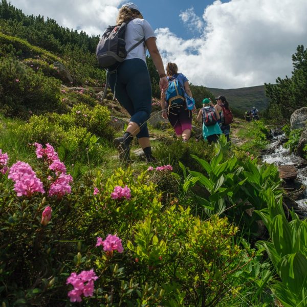 Alpenrosen und der Urwald im Valea Doamnei