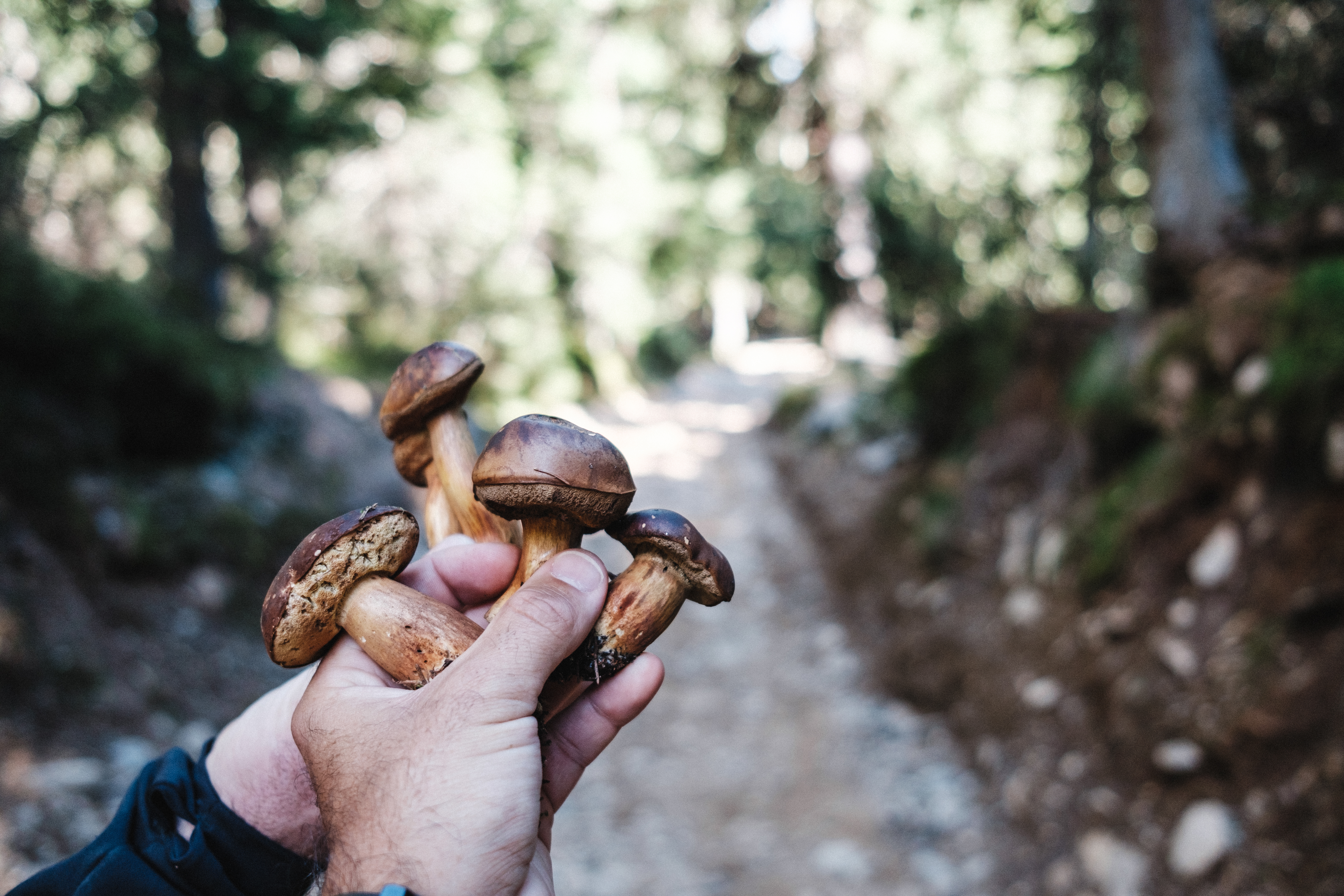 Drumeție culinară: în căutarea hribilor de iunie