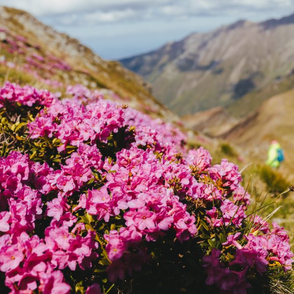 Paradies der Alpenrosen und Latschenkiefern – Wanderung auf den Vf. Balindru und Conțu Mare