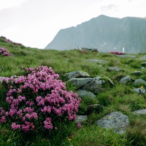 Zu den Alpenrosen auf dem Vârful Suru
