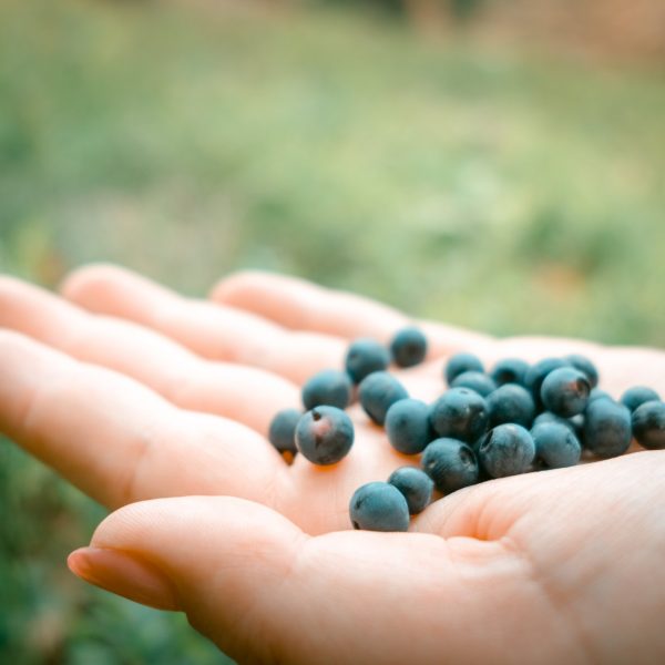 Hike to pick blueberries on Fraga Hill