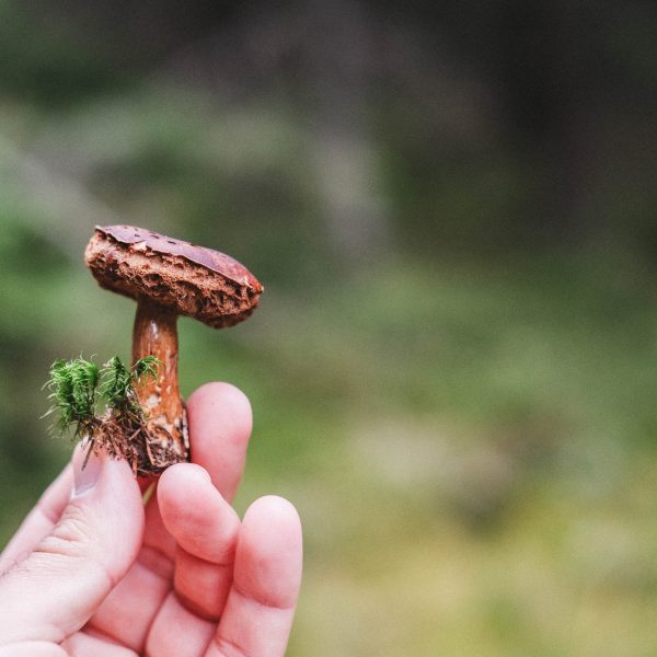 Hike in search of June porcini mushrooms in the Cindrel Mountains