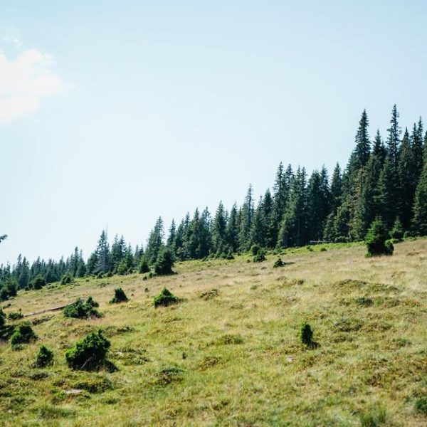 Circuitul Poienilor: Păltiniș – Poiana Găujoara – Poiana Muncel – Poiana Oncești – Păltiniș